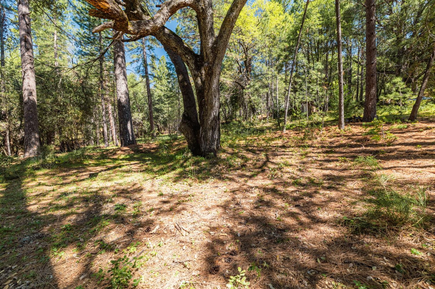 Big Hill Road, Sonora, California image 5