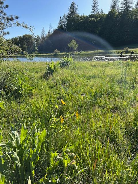 Ridge Rd, North San Juan, California image 25
