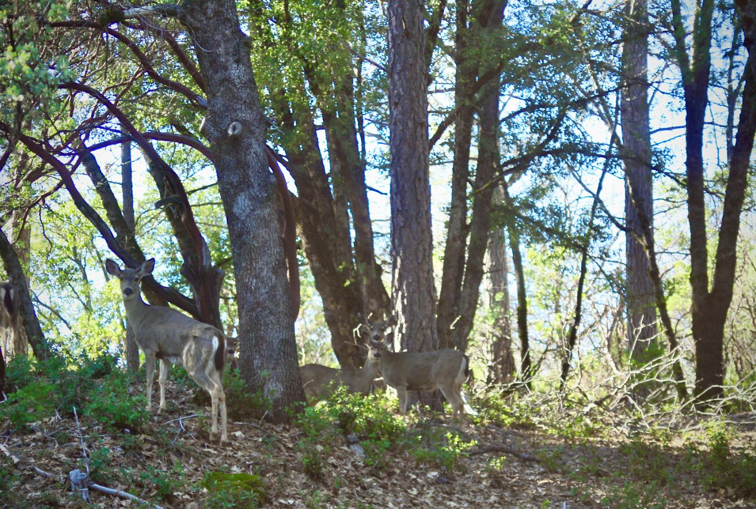 Jones Ridge Road, Grass Valley, California image 17