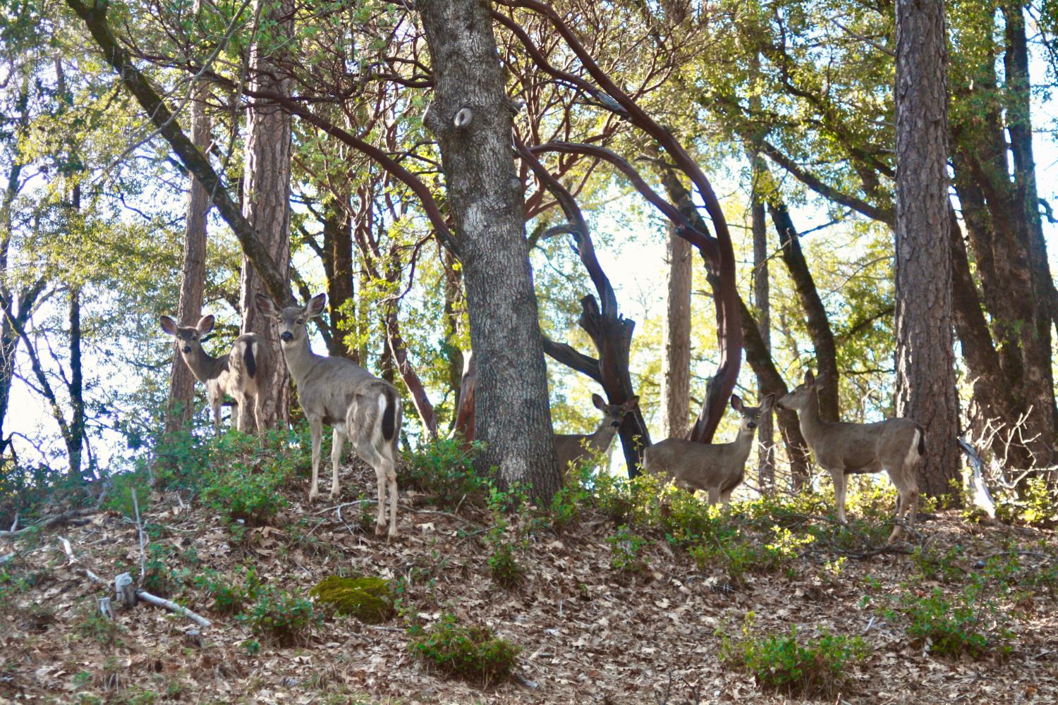 Jones Ridge Road, Grass Valley, California image 18
