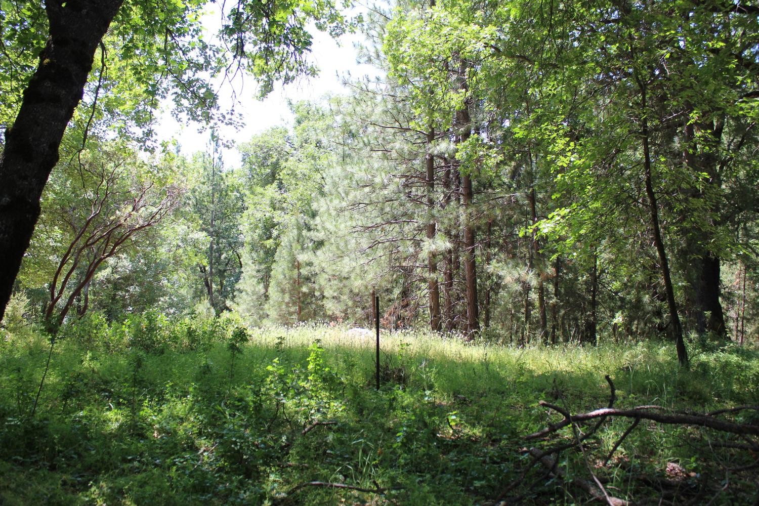 Hwy 26, West Point, California image 14