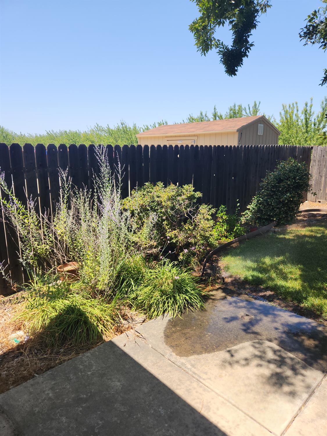 Kim Way, Yuba City, California image 33