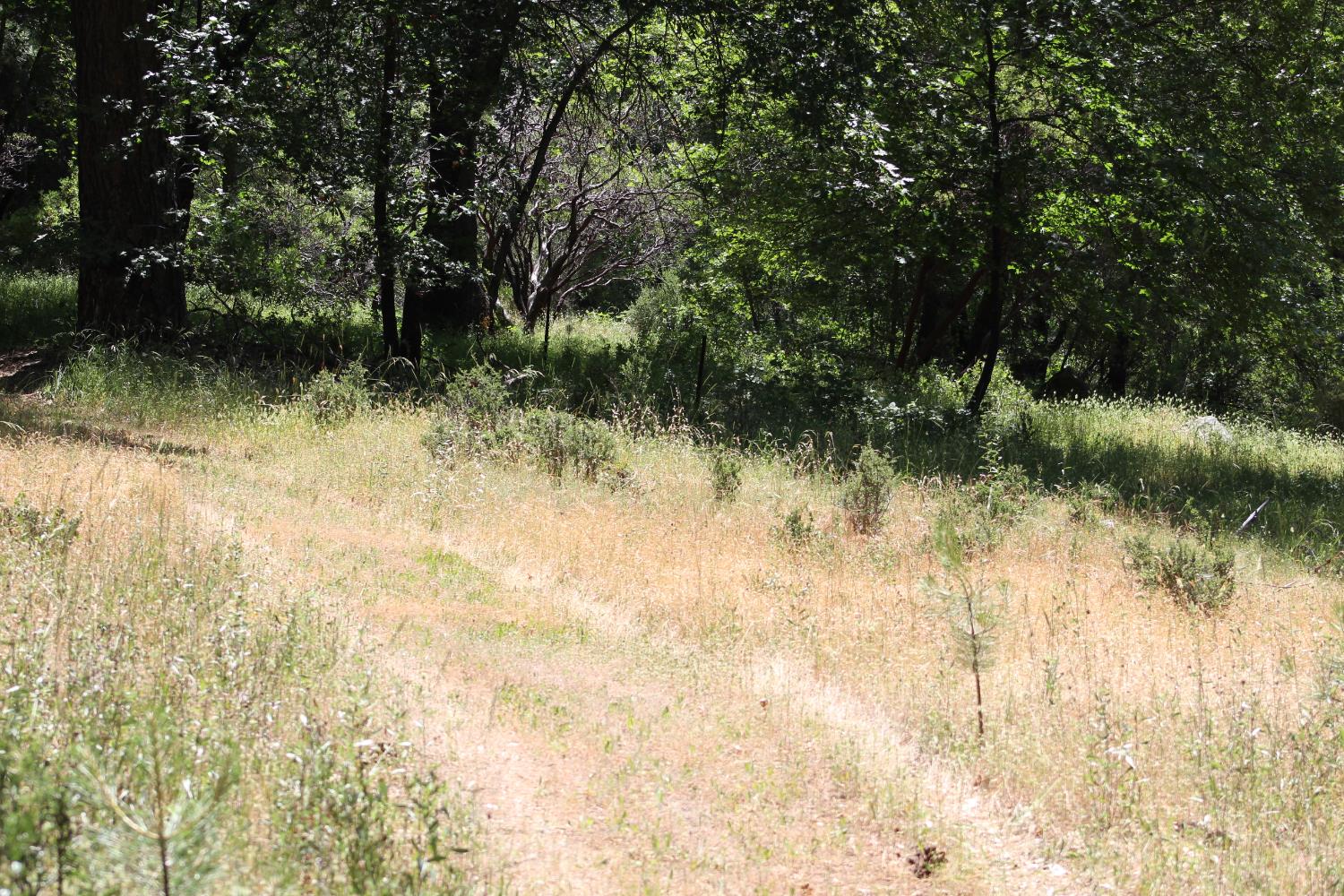 Hwy 26, West Point, California image 3