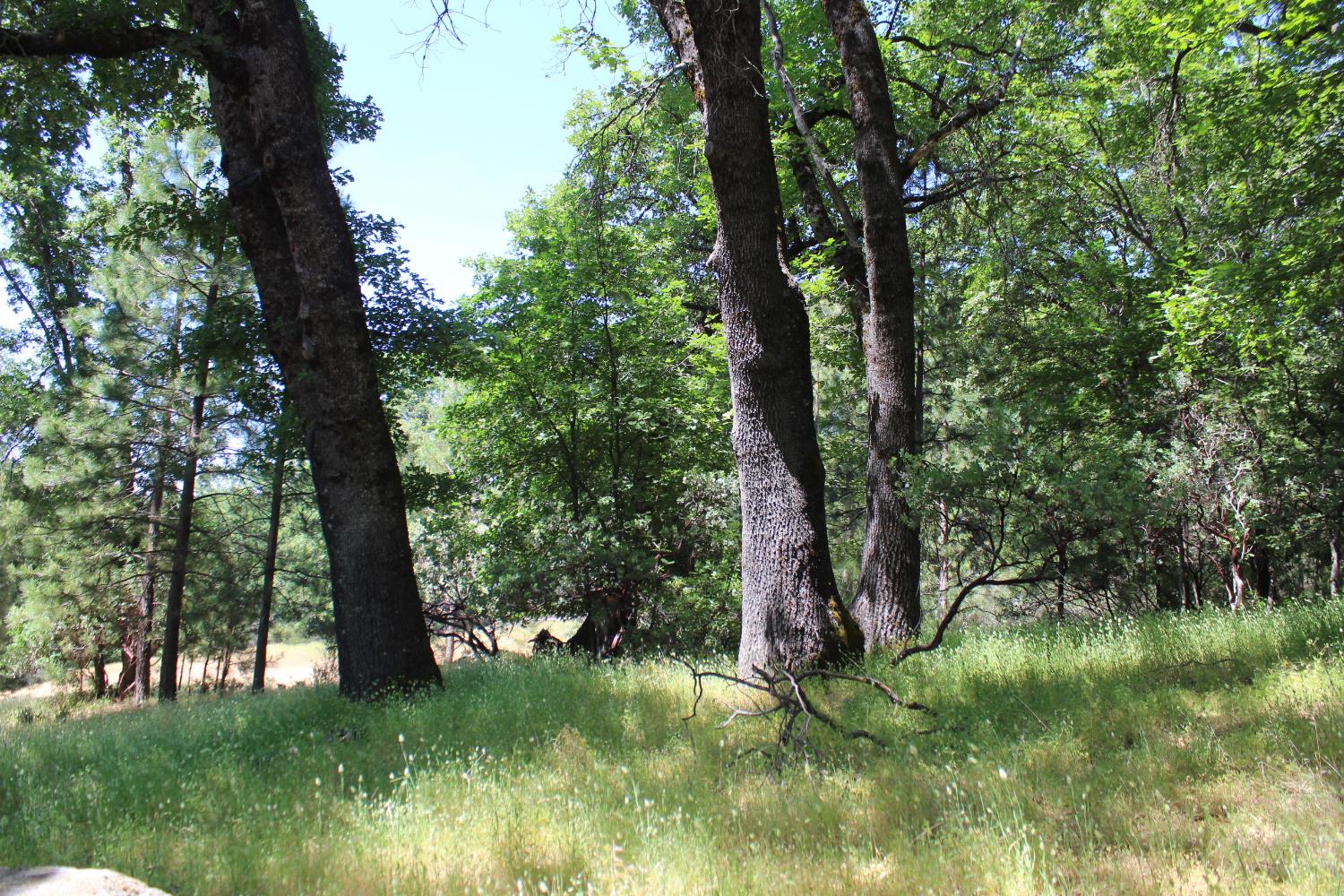 Hwy 26, West Point, California image 6