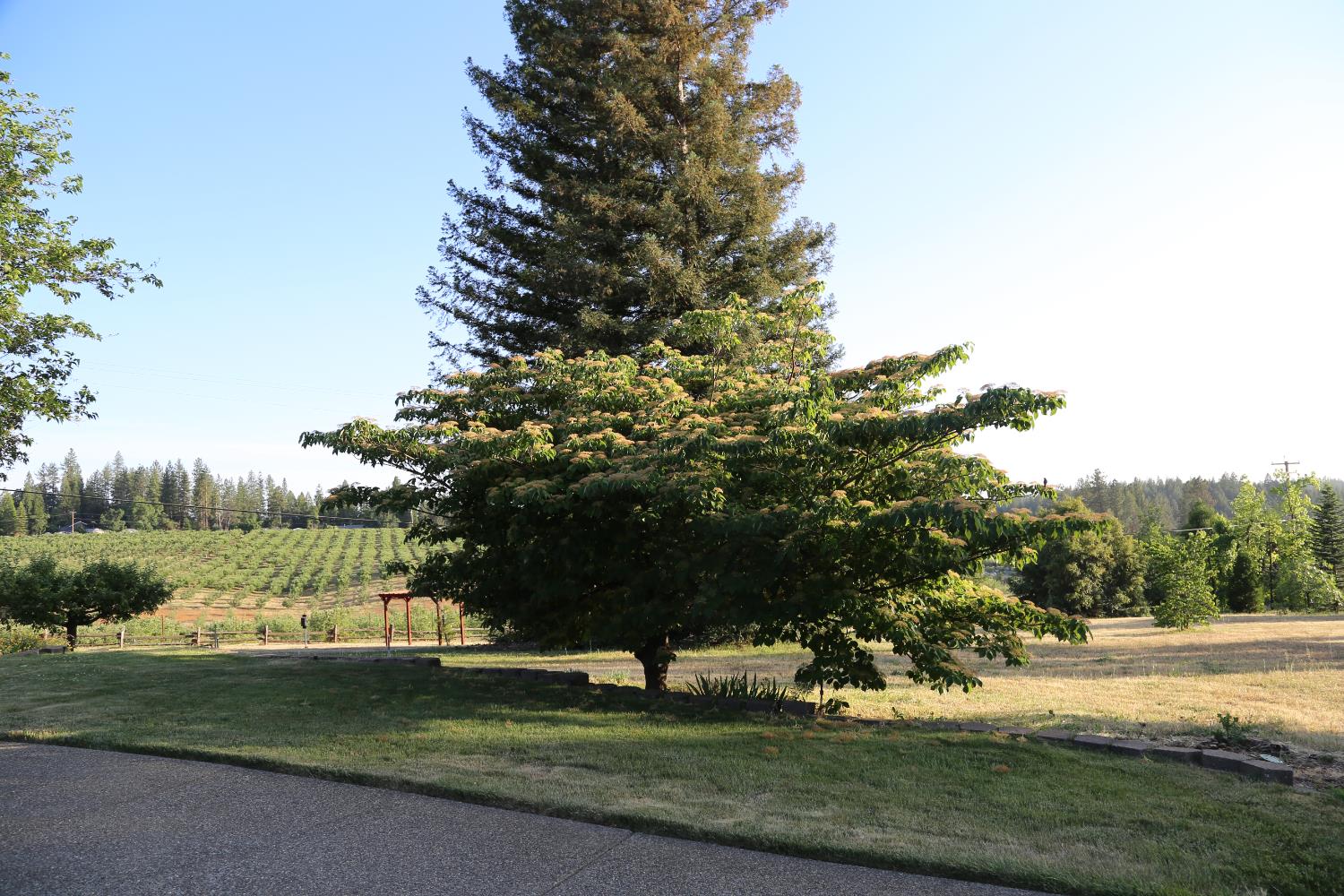 Detail Gallery Image 48 of 78 For 2300 Larsen Dr, Camino,  CA 95709 - 4 Beds | 2 Baths
