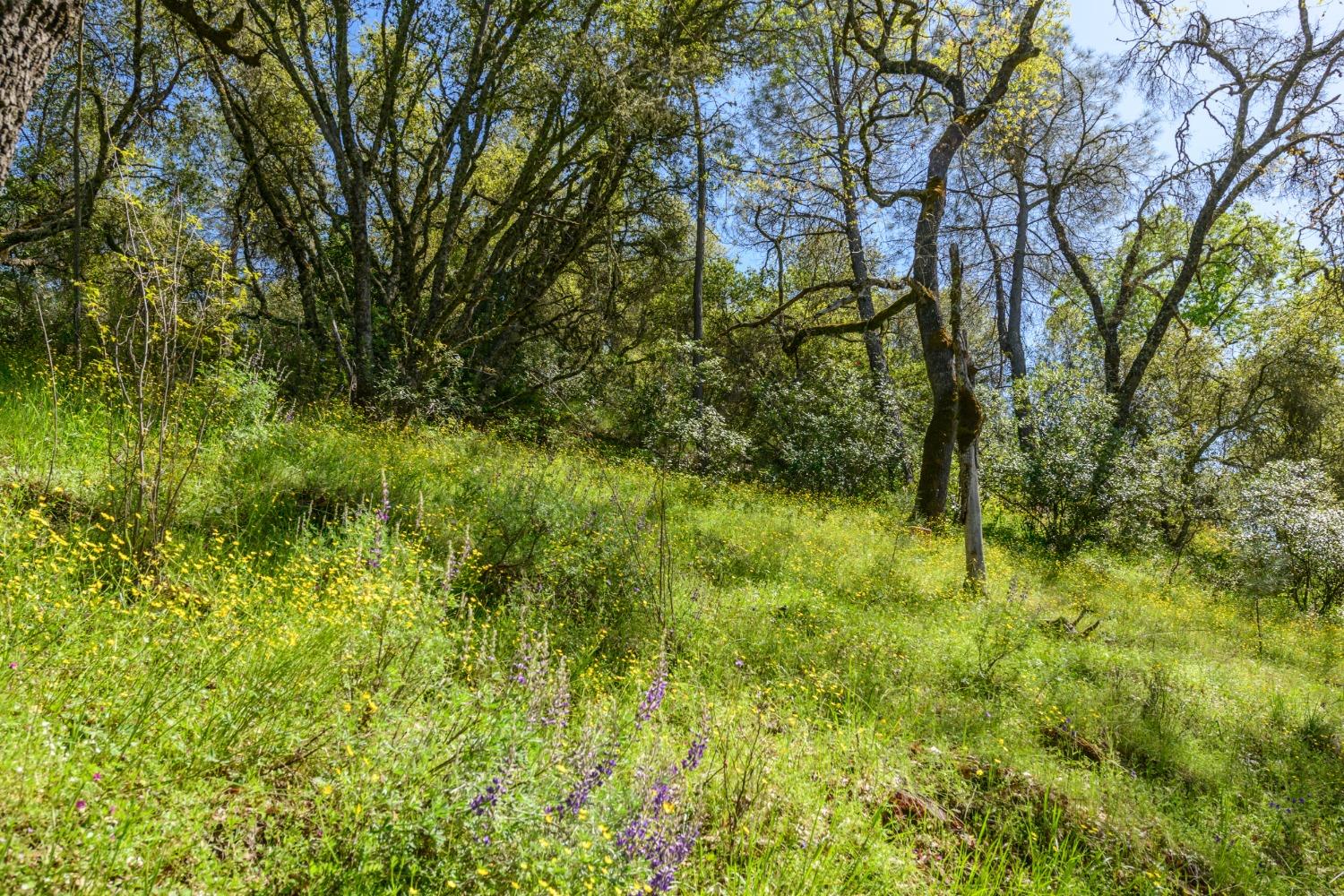 Jurgens Road, Rescue, California image 13