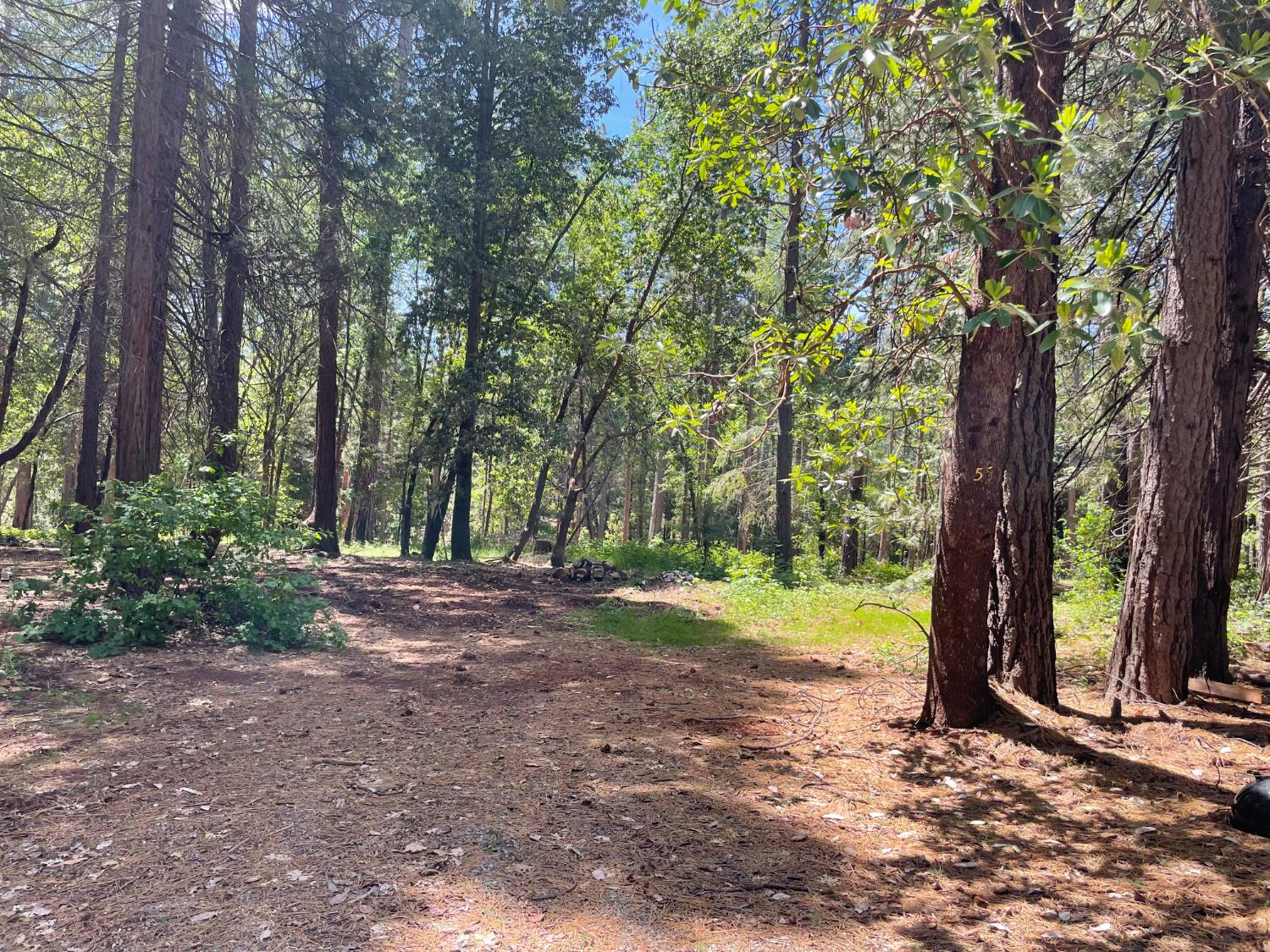 Buckeye Drive, Forbestown, California image 2