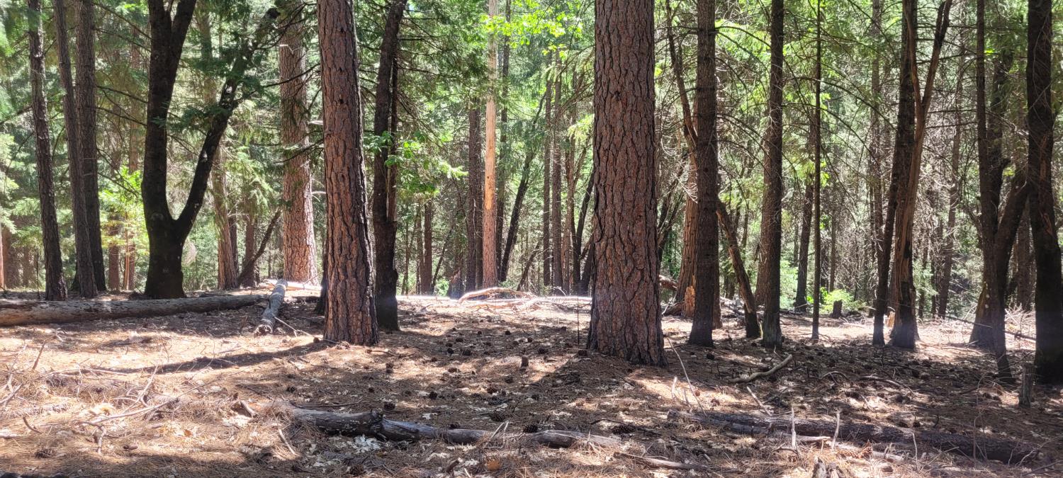 Sierra Springs Drive, Pollock Pines, California image 9