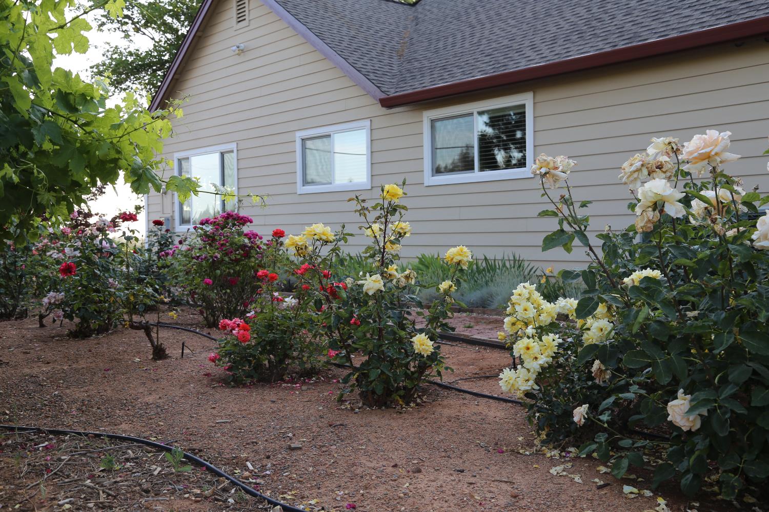 Detail Gallery Image 42 of 78 For 2300 Larsen Dr, Camino,  CA 95709 - 4 Beds | 2 Baths