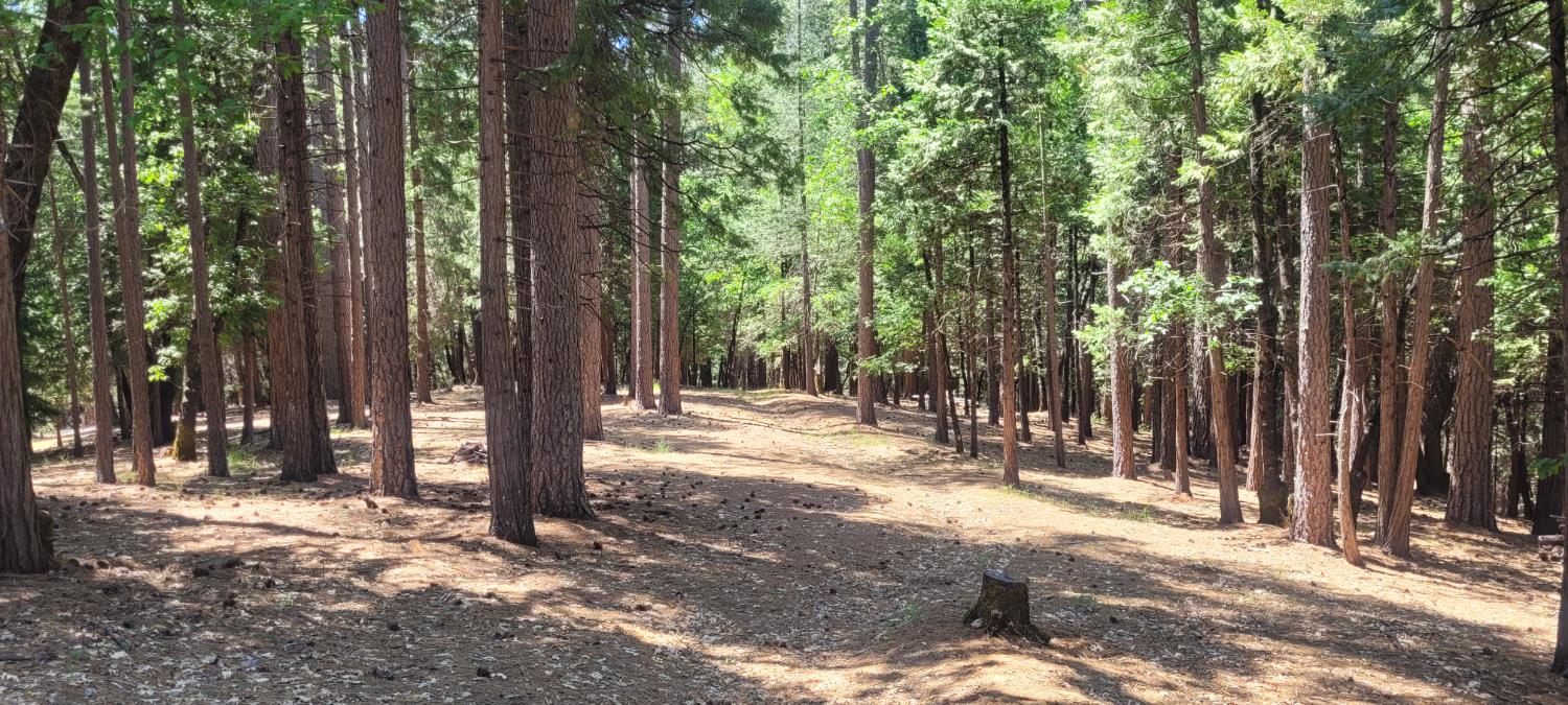 Sierra Springs Drive, Pollock Pines, California image 5