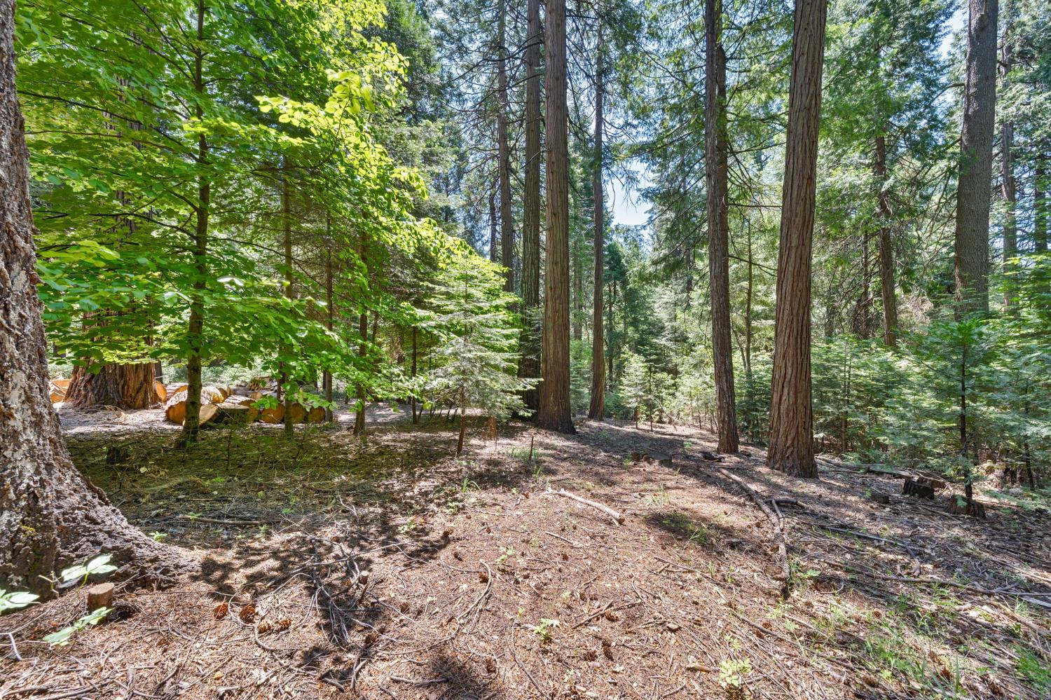 Sly Park Road, Pollock Pines, California image 39