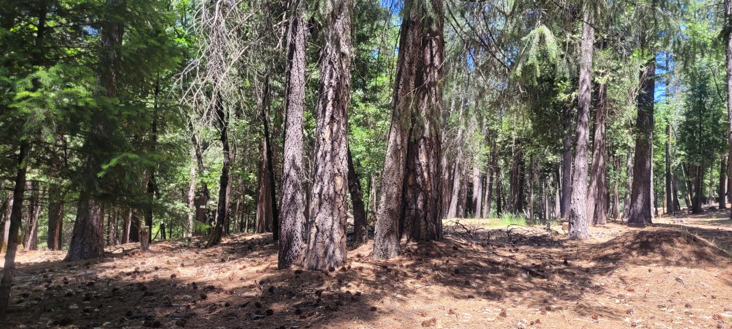 Sierra Springs Drive, Pollock Pines, California image 8