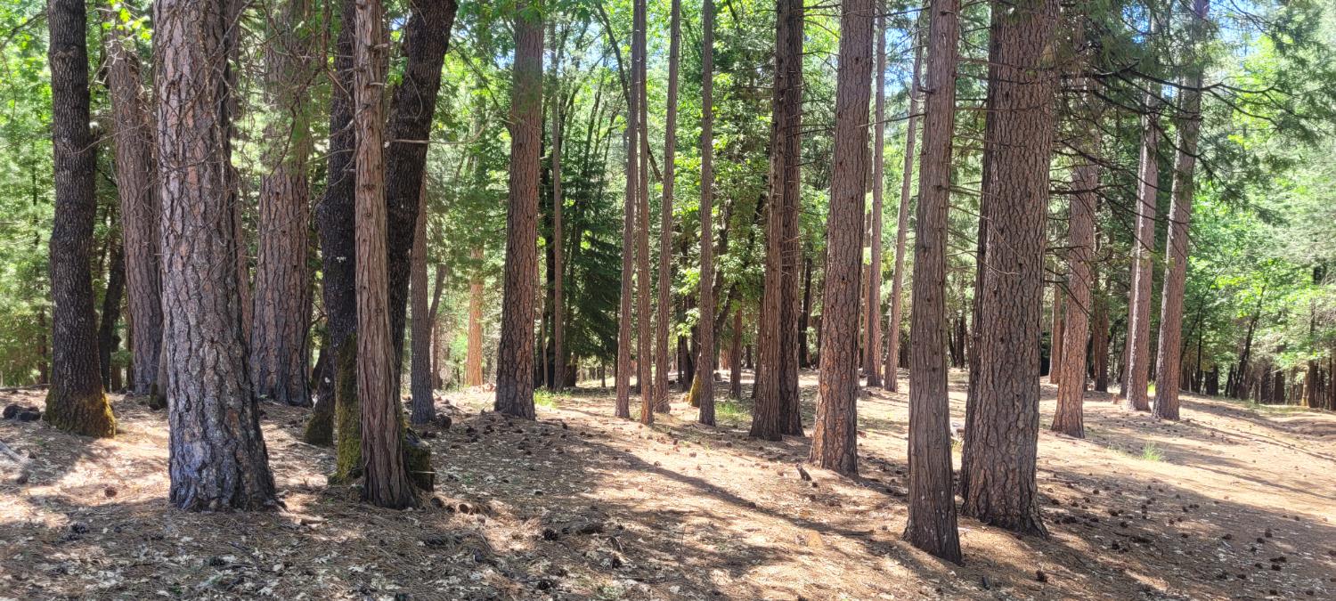Sierra Springs Drive, Pollock Pines, California image 6