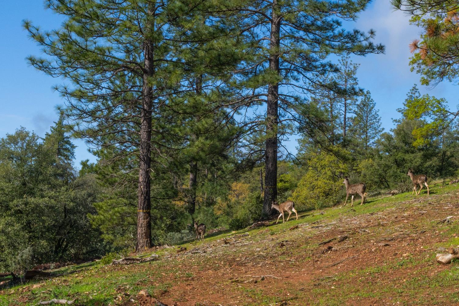 Petersen Ranch, Pine Grove, California image 3