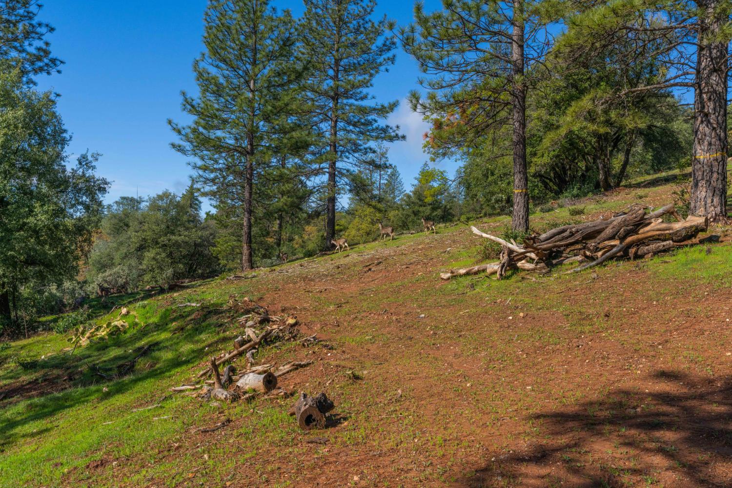 Petersen Ranch, Pine Grove, California image 2
