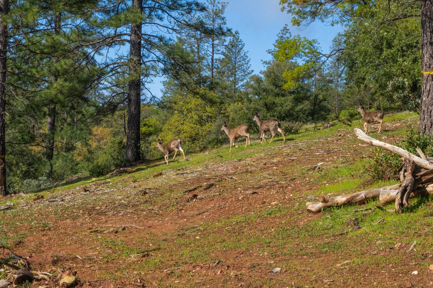 Petersen Ranch, Pine Grove, California image 1