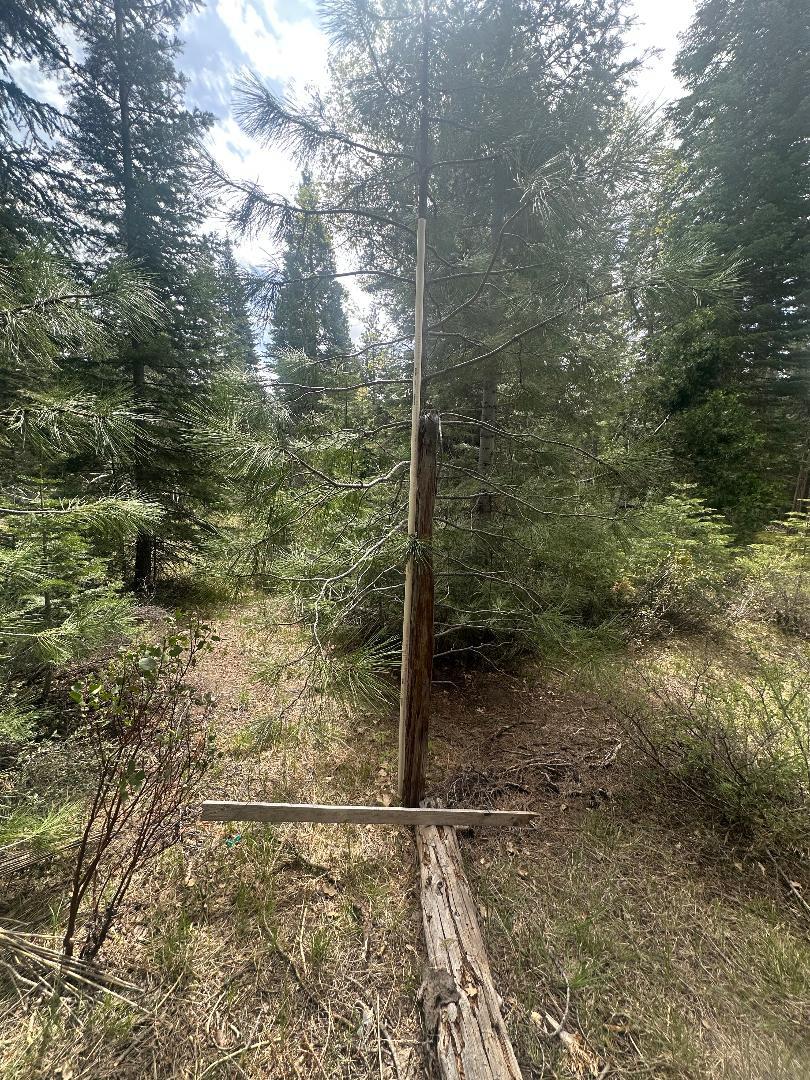 Widow Springs Drive, McCloud, California image 6