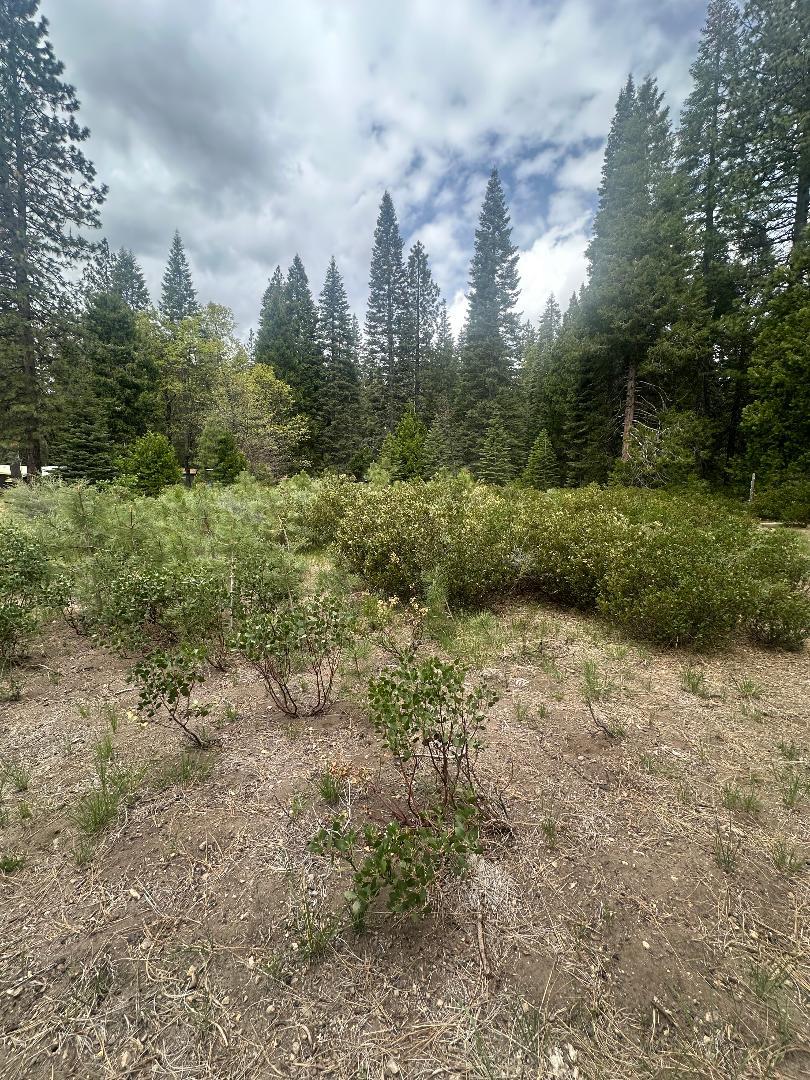 Widow Springs Drive, McCloud, California image 7
