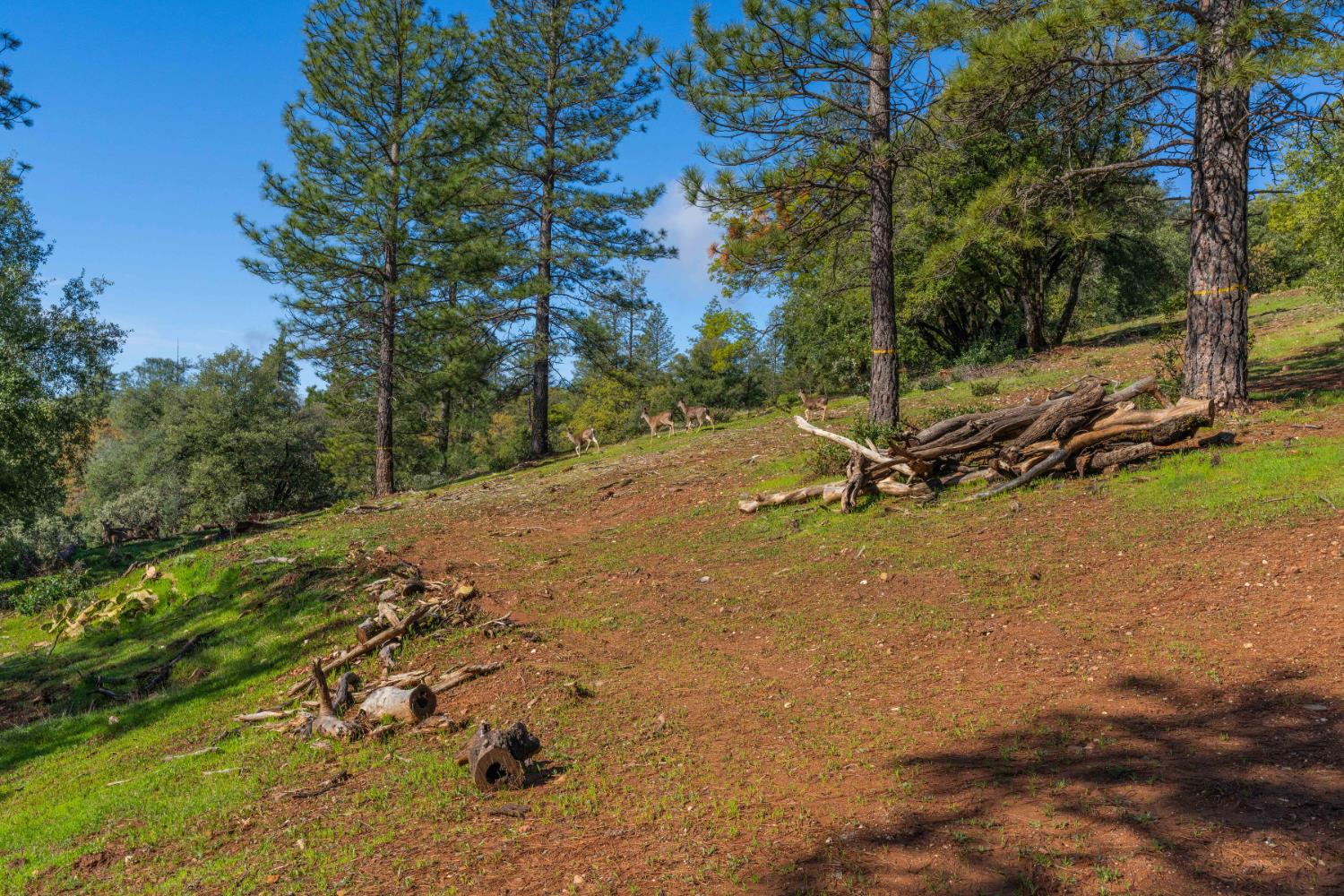Petersen Ranch, Pine Grove, California image 36