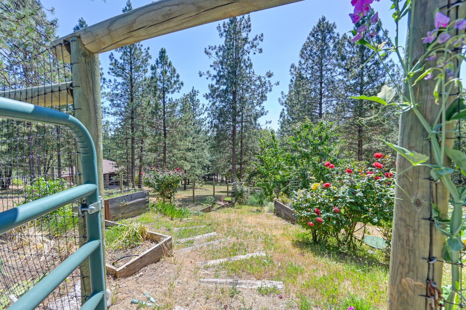 Alton Trail, Foresthill, California image 33
