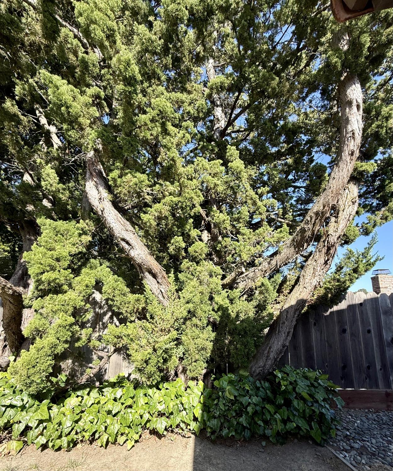 Campolindo Drive, Moraga, California image 23