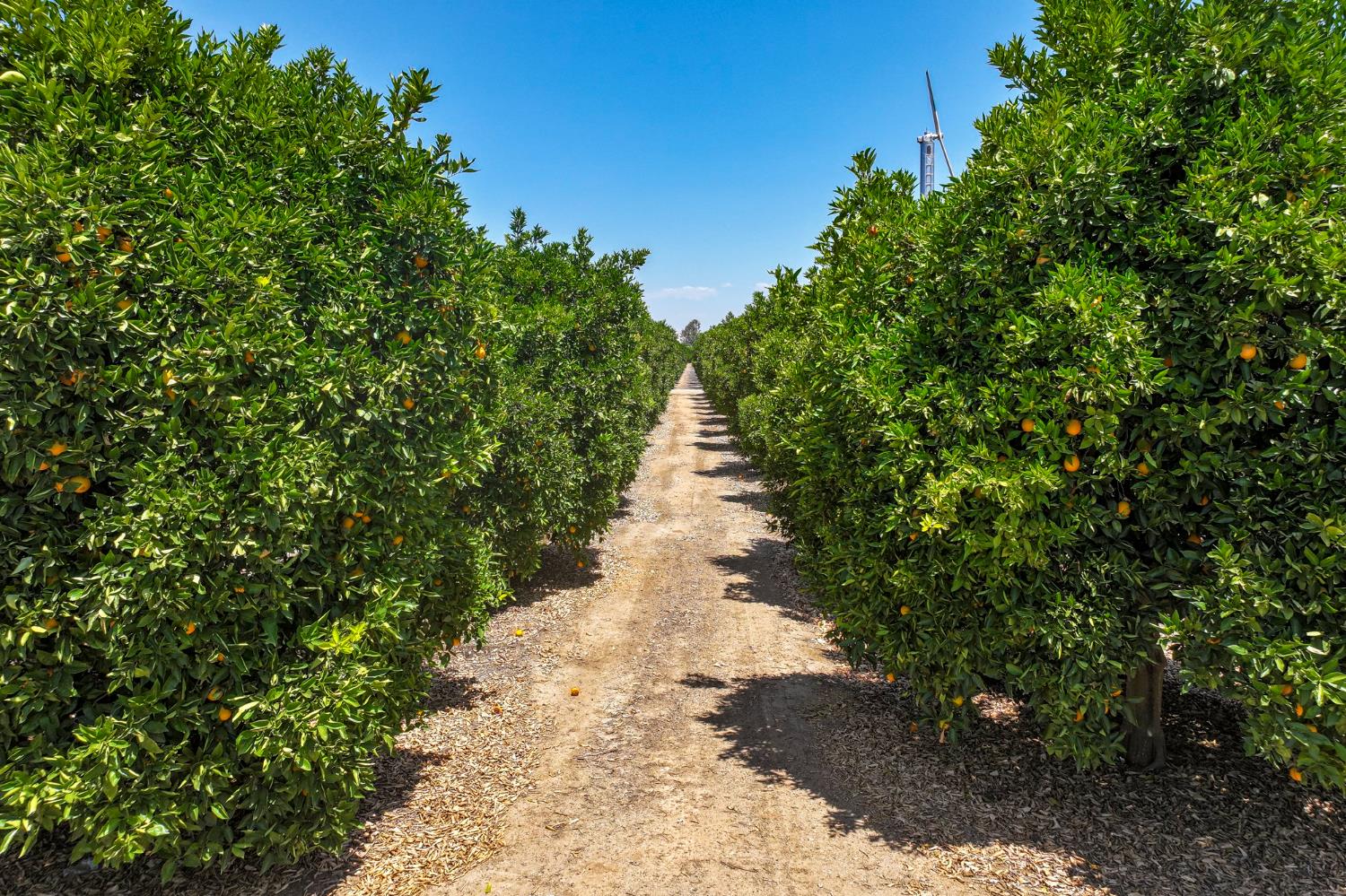 Ca 198, Exeter, California image 7