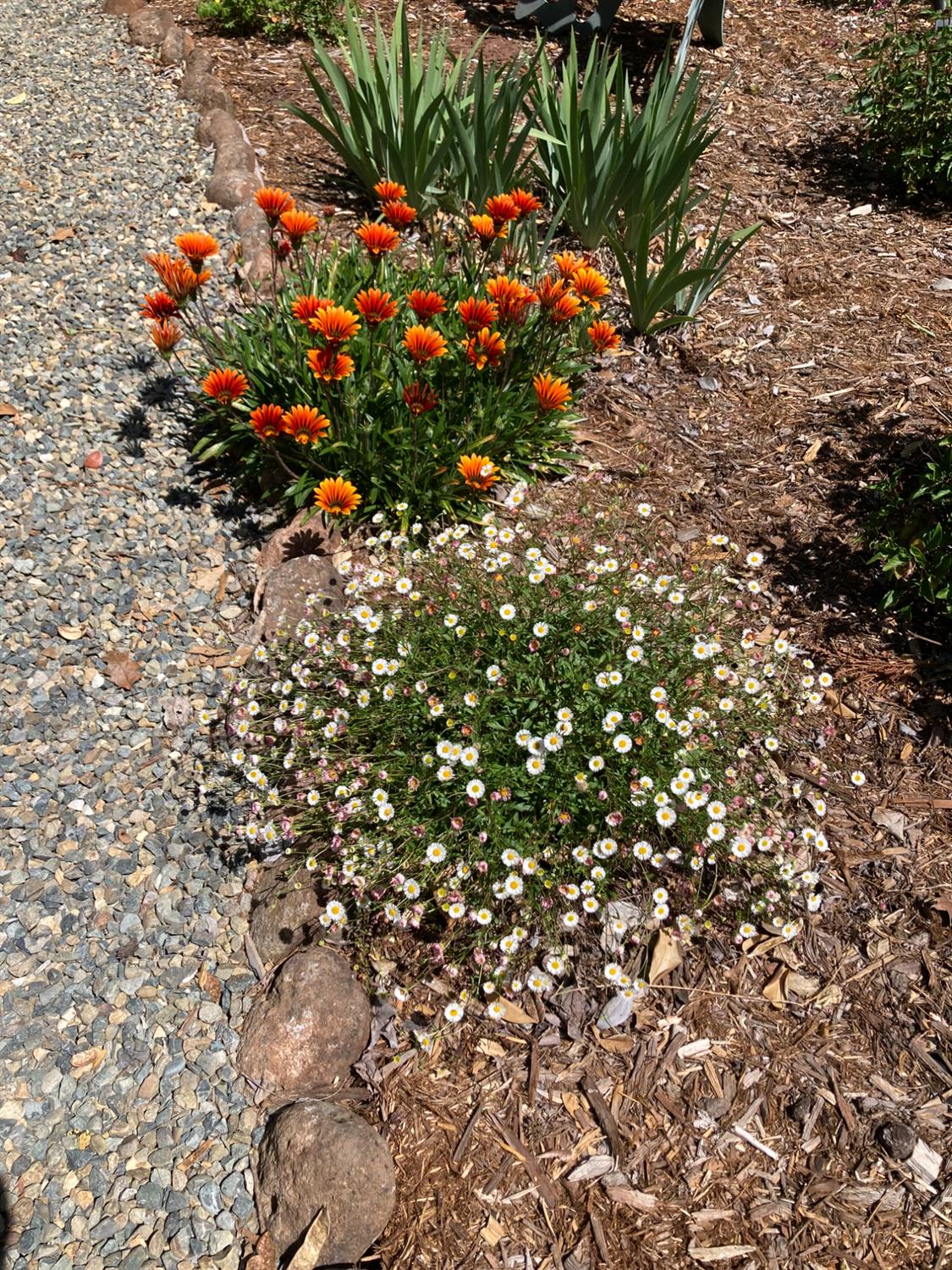Mahala Drive, Carmichael, California image 37