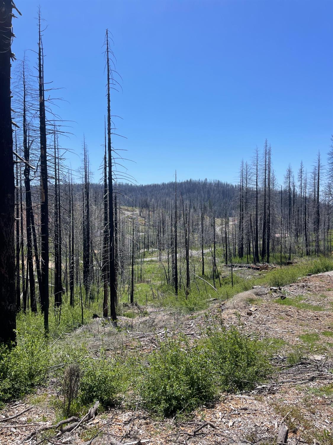 Deerwood Court, Grizzly Flats, California image 9