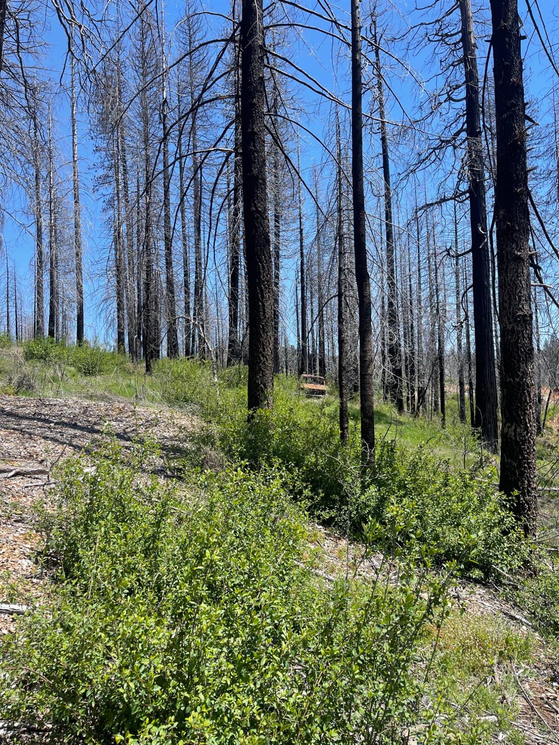 Deerwood Court, Grizzly Flats, California image 5