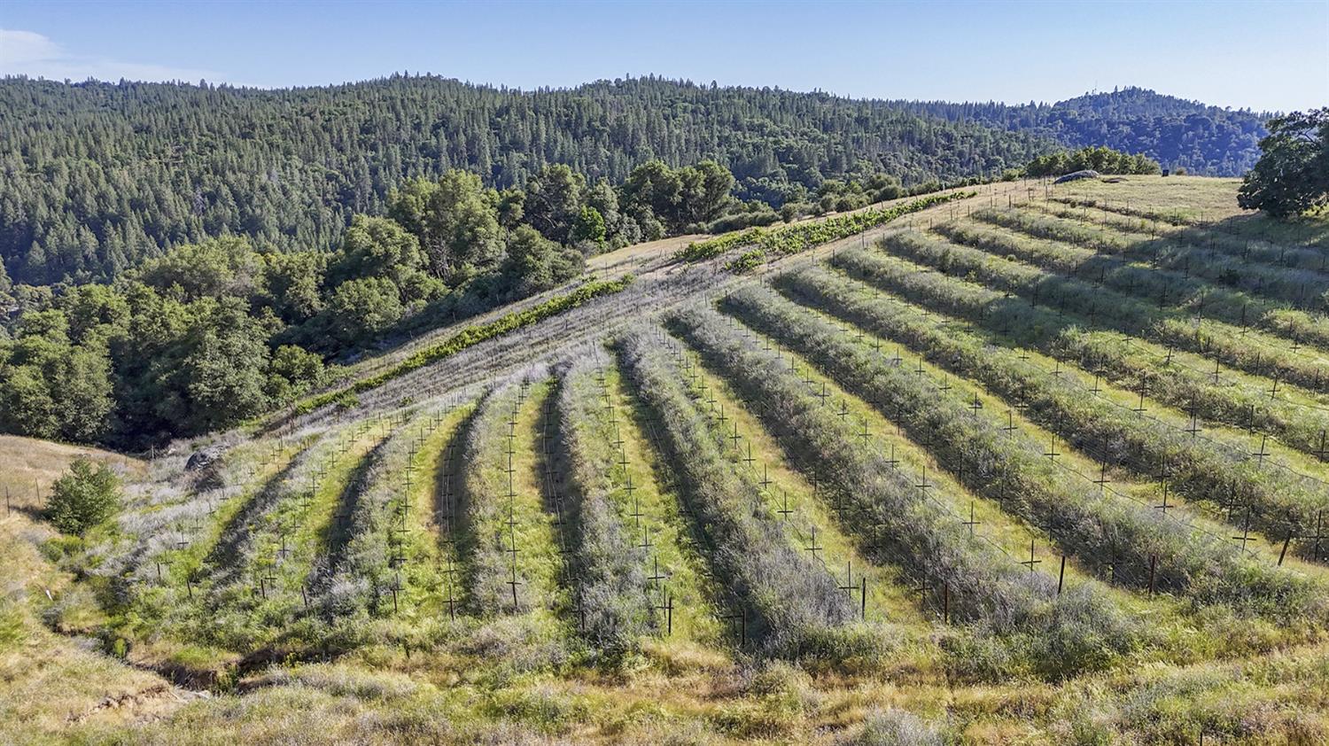 Happy Valley Road, Somerset, California image 14