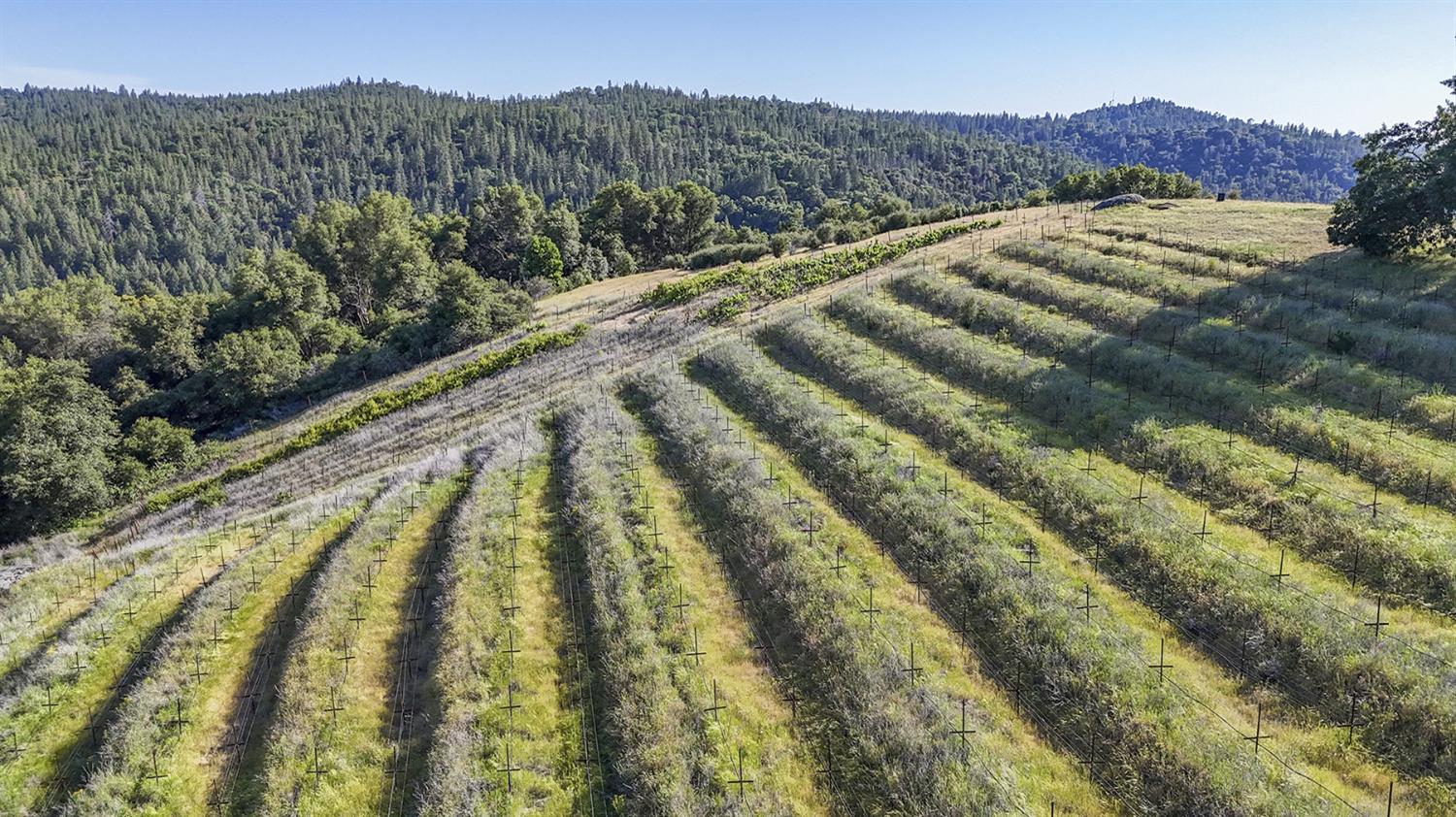 Happy Valley Road, Somerset, California image 9