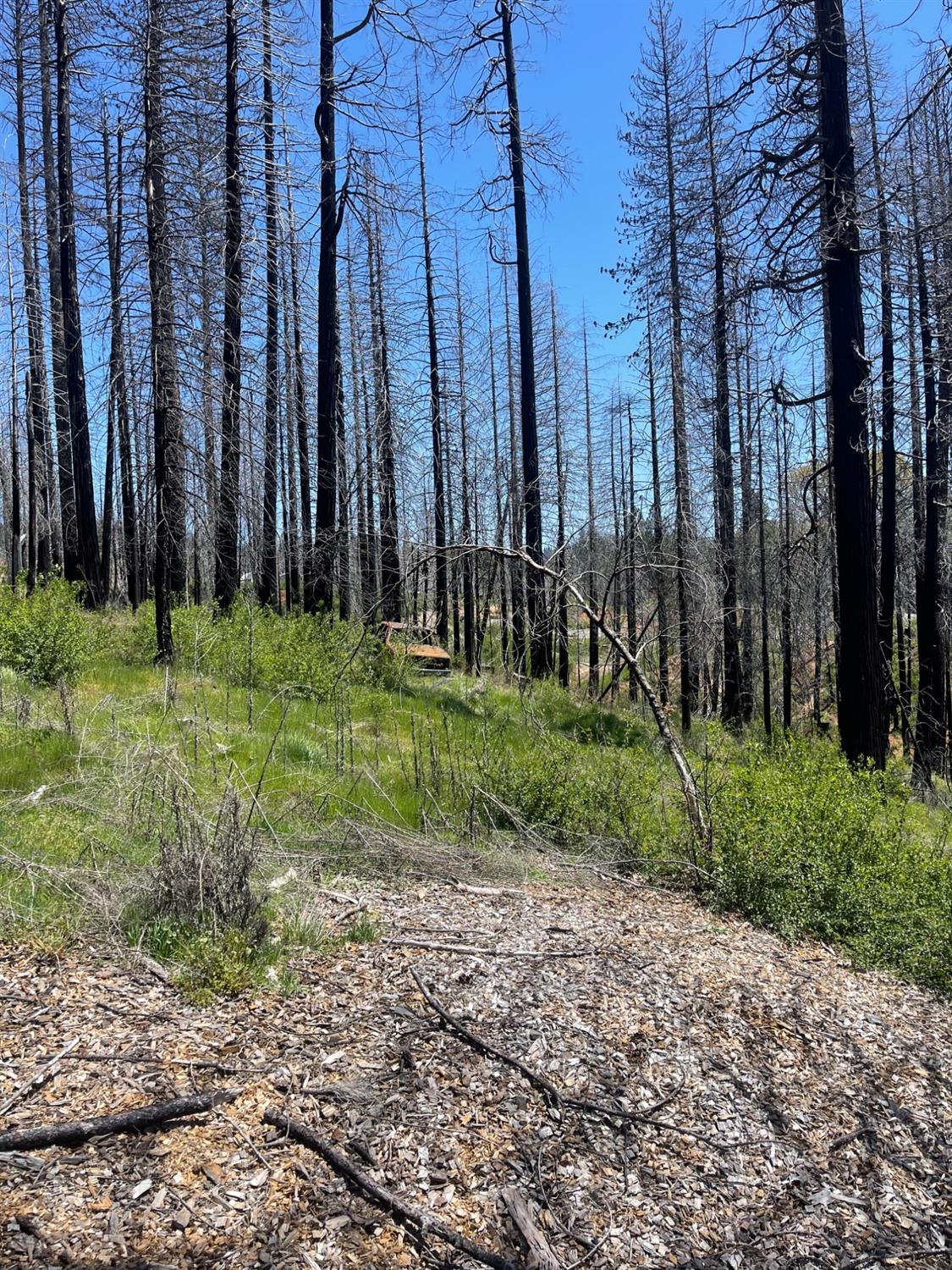 Deerwood Court, Grizzly Flats, California image 6