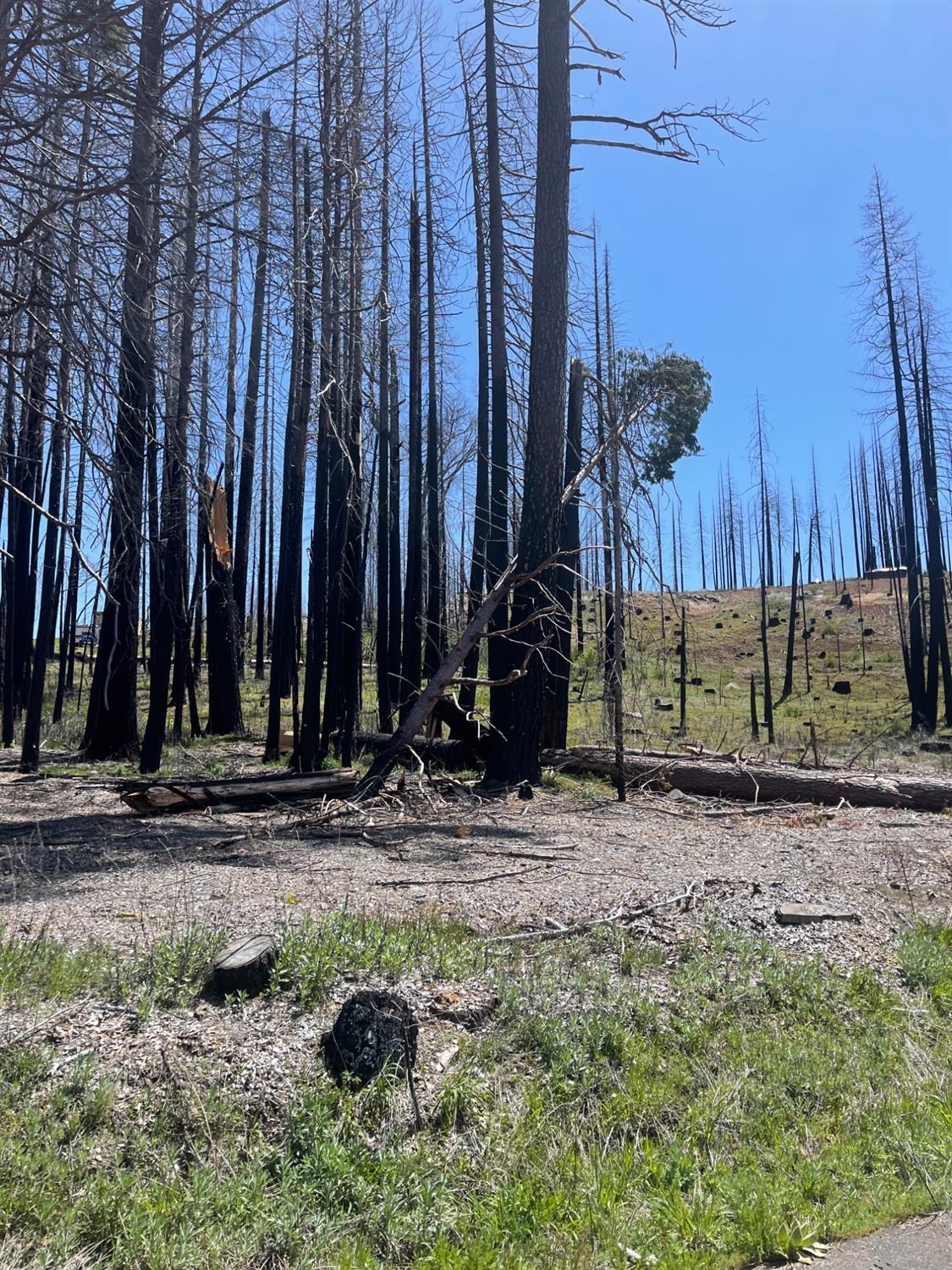 Parkside Drive, Grizzly Flats, California image 7