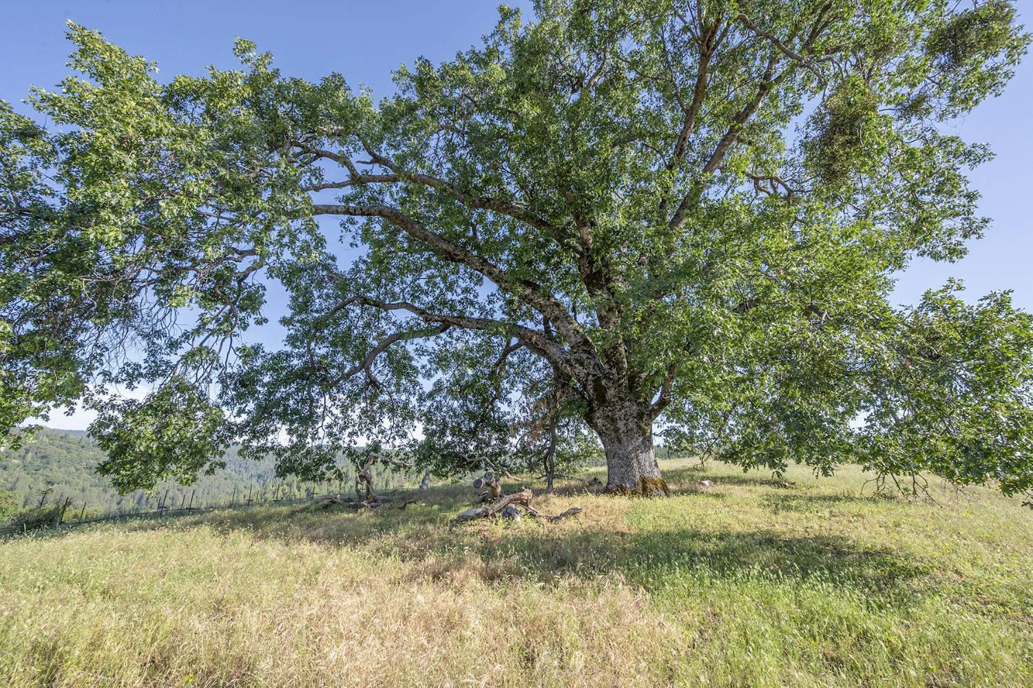 Happy Valley Road, Somerset, California image 24