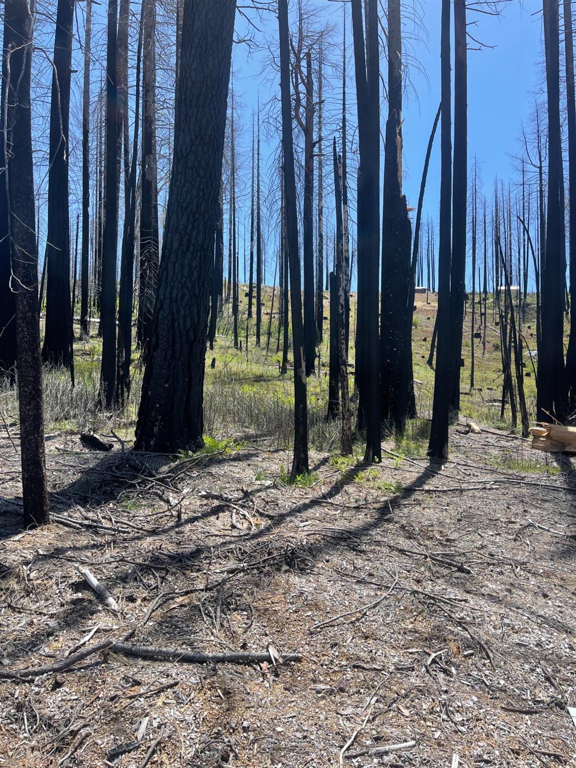 Parkside Drive, Grizzly Flats, California image 5
