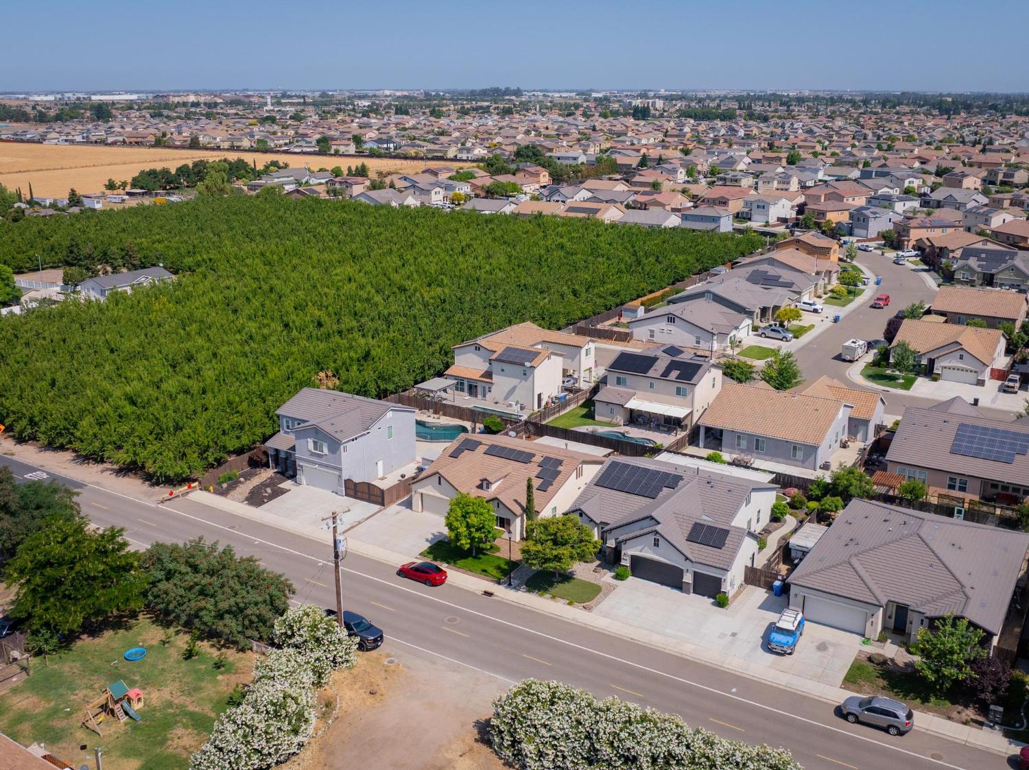 Peach, Manteca, California image 5