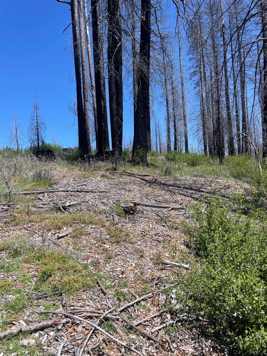Deerwood Court, Grizzly Flats, California image 7
