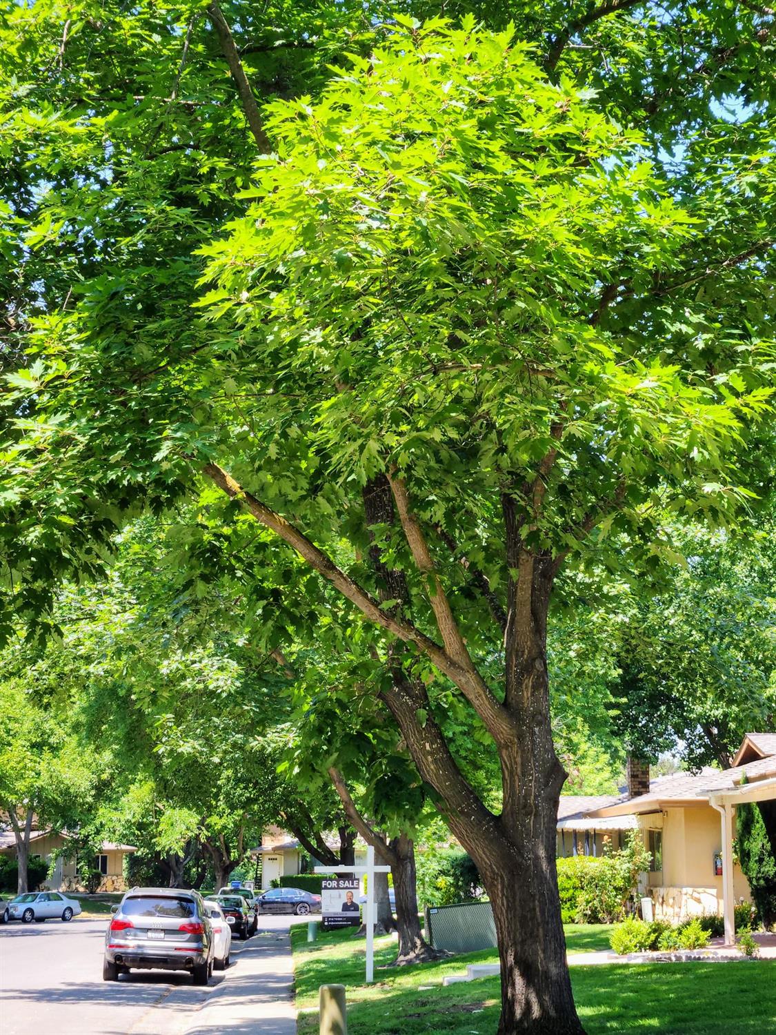 Connecticut Drive #4, Sacramento, California image 3