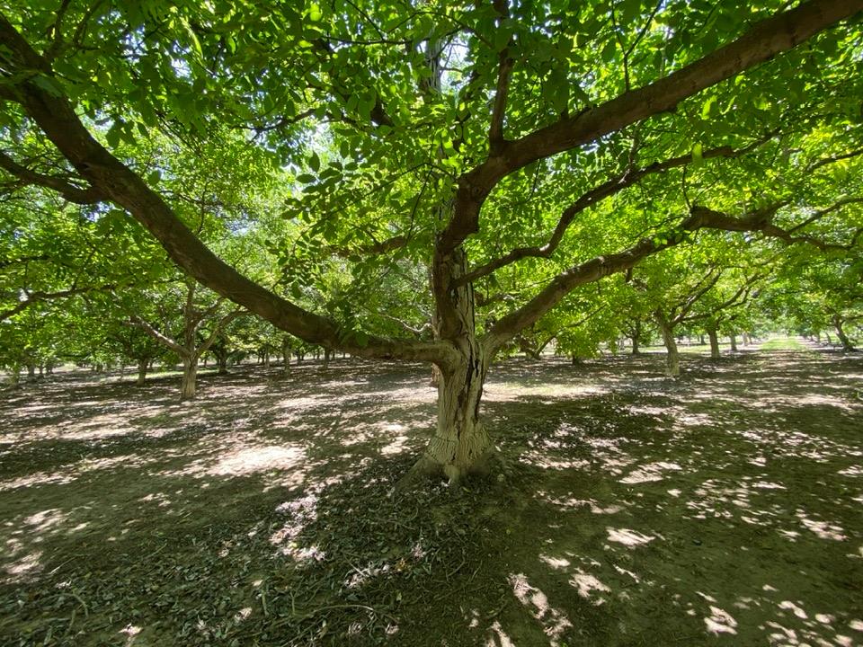Detail Gallery Image 9 of 86 For 27958 Vine Ave, Escalon,  CA 95320 - 3 Beds | 3/1 Baths