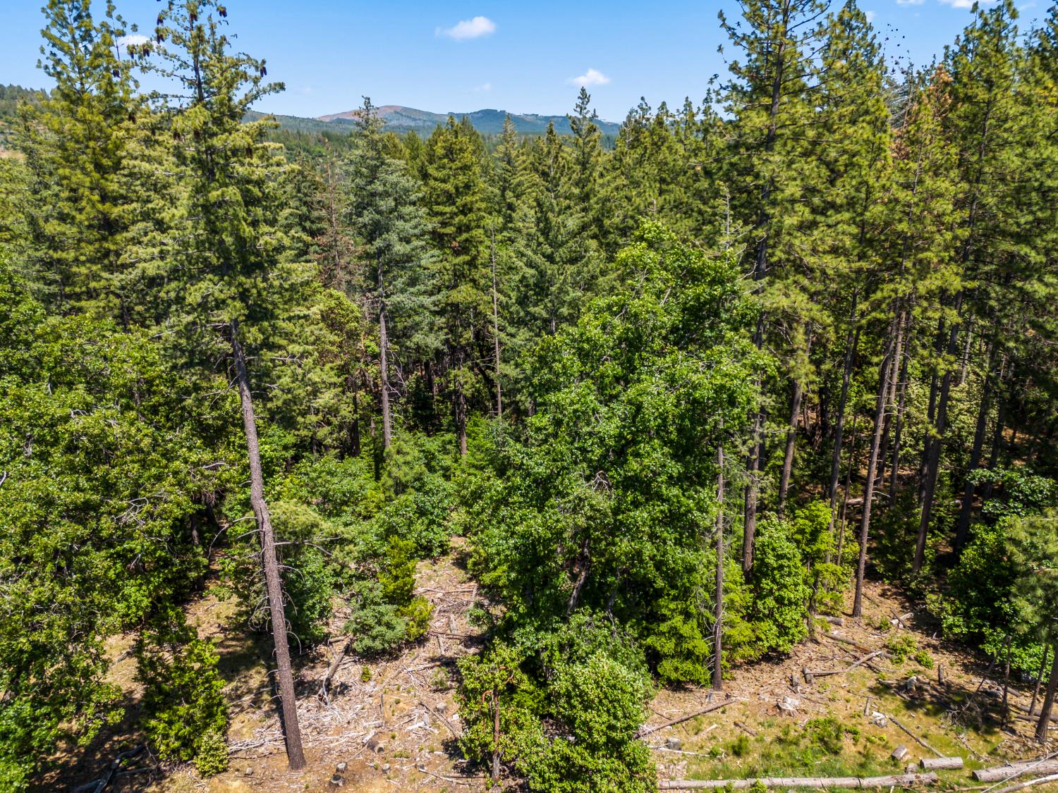 Dickinson Road, Placerville, California image 20