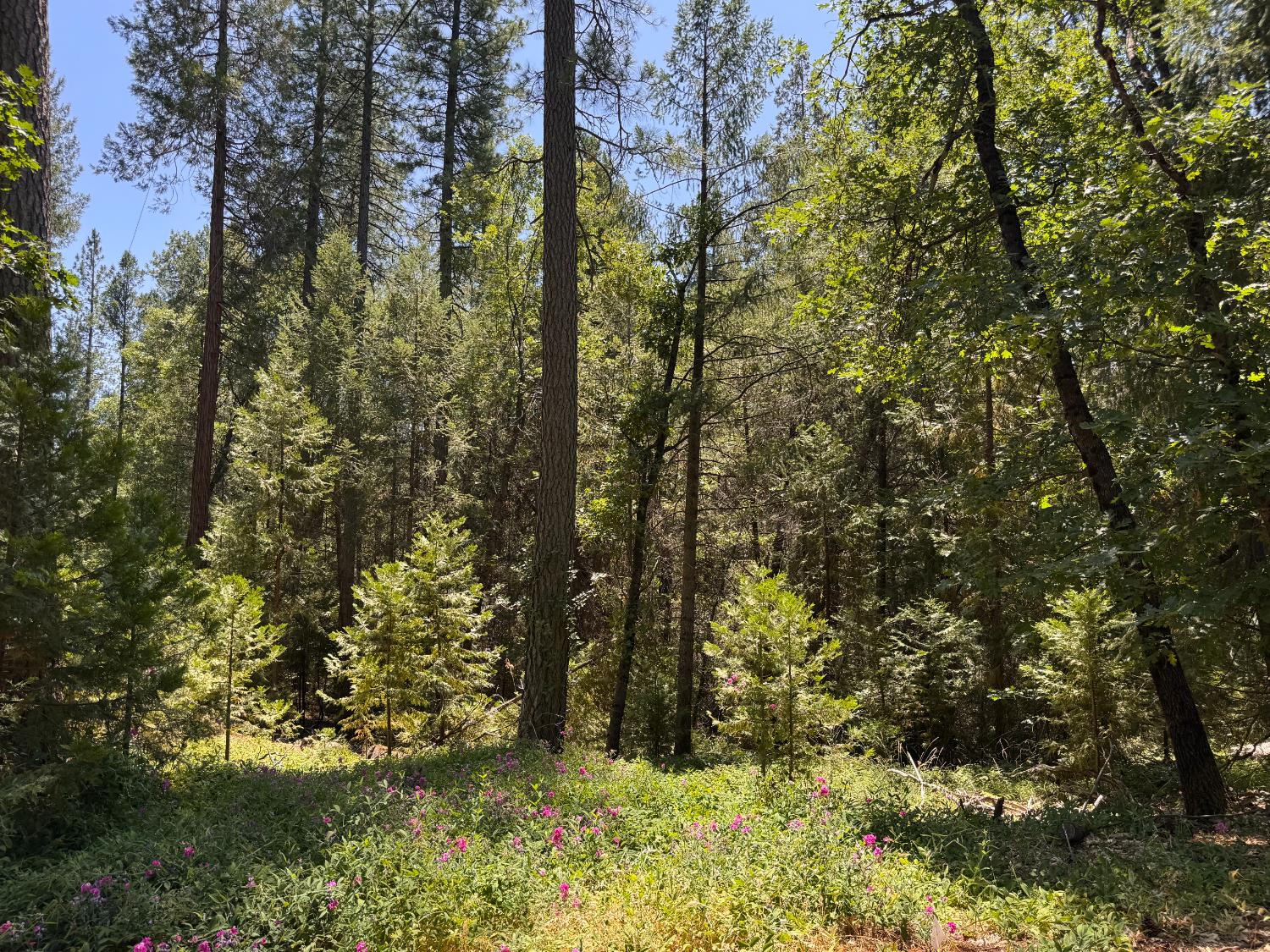 Detail Gallery Image 11 of 14 For 0 Green Acres Rd, Colfax,  CA 95713 - – Beds | – Baths