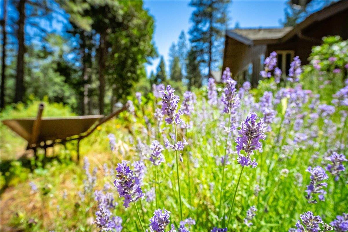 Detail Gallery Image 5 of 78 For 3010 Evergreen Ct, Georgetown,  CA 95634 - 3 Beds | 2 Baths