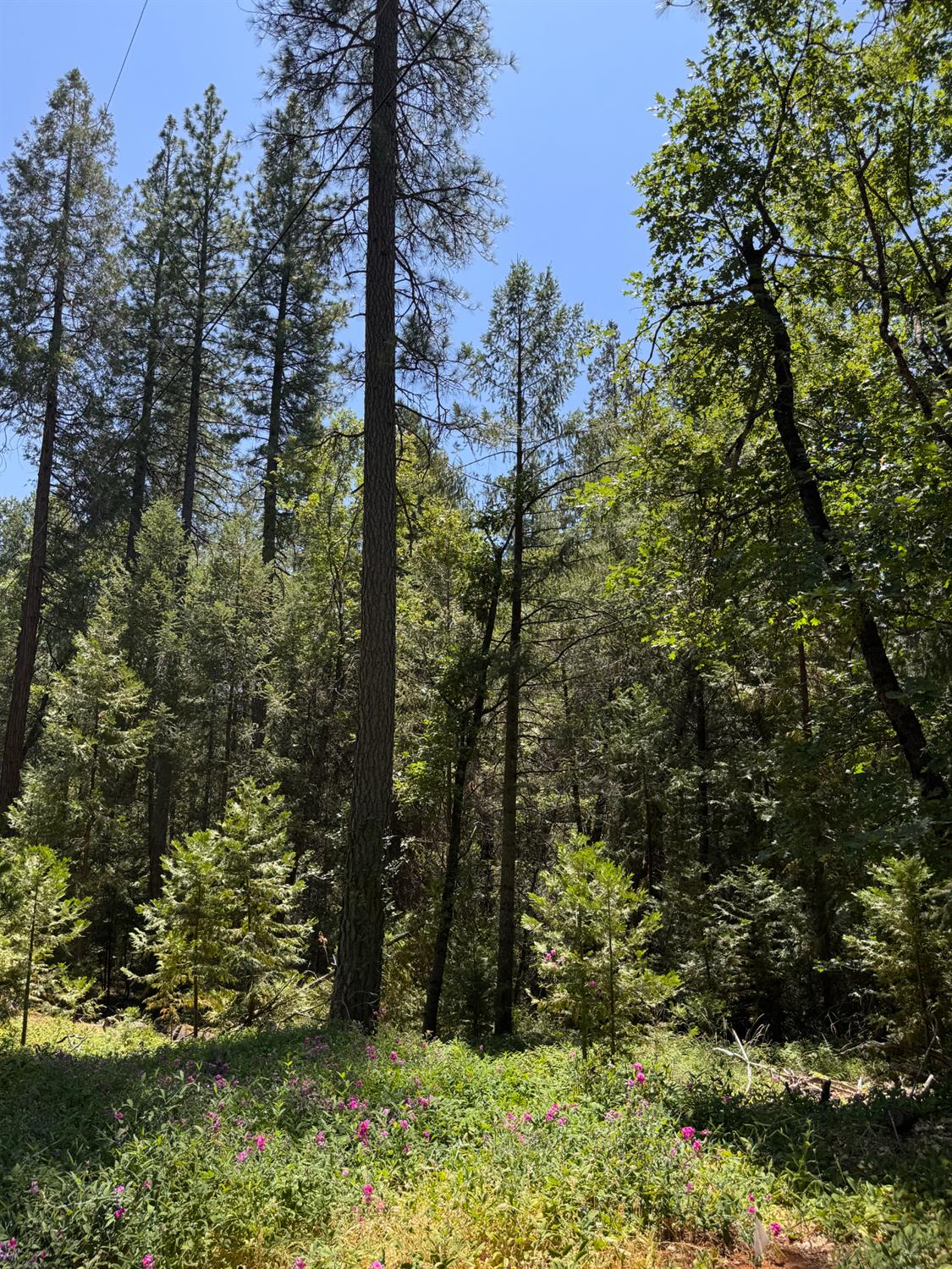 Detail Gallery Image 12 of 14 For 0 Green Acres Rd, Colfax,  CA 95713 - – Beds | – Baths