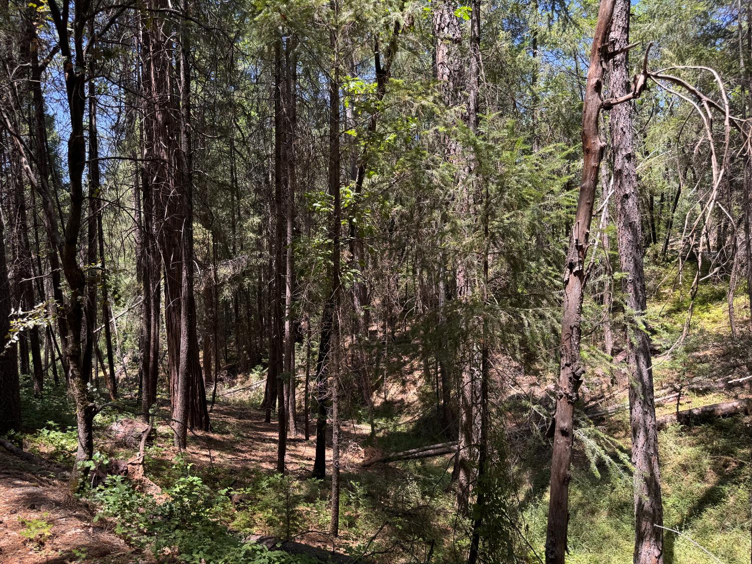 Detail Gallery Image 14 of 14 For 0 Green Acres Rd, Colfax,  CA 95713 - – Beds | – Baths