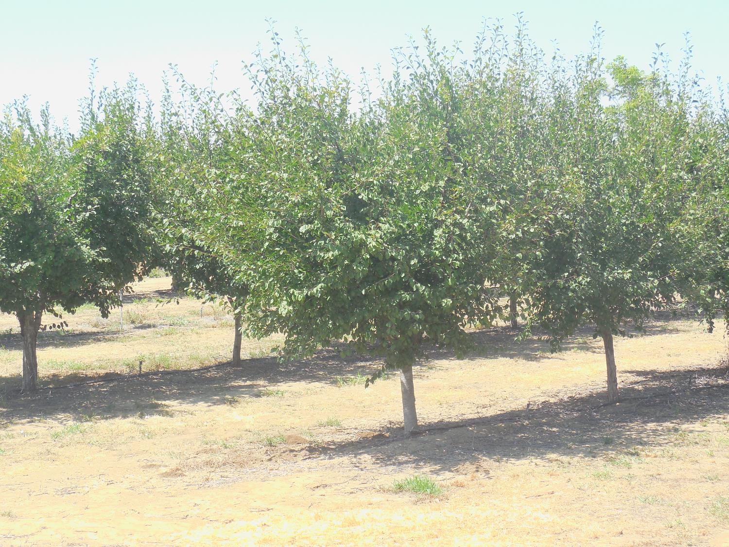 Encinal Road, Live Oak, California image 5