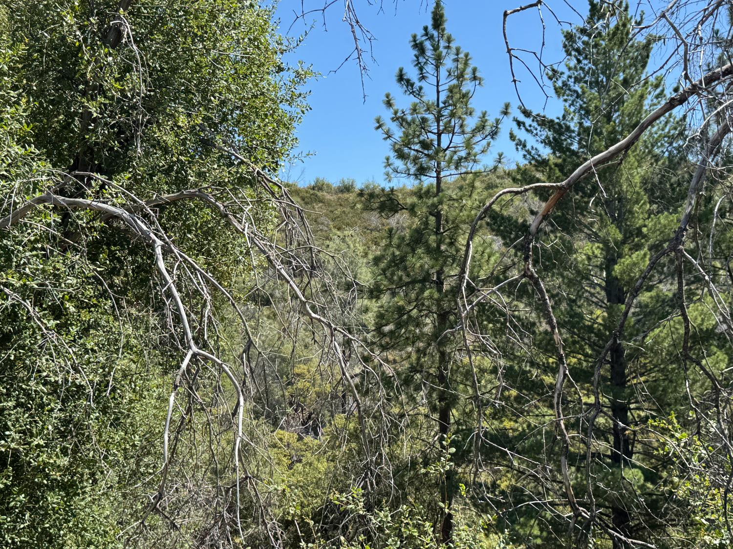 Rodesino Road, Mountain Ranch, California image 10