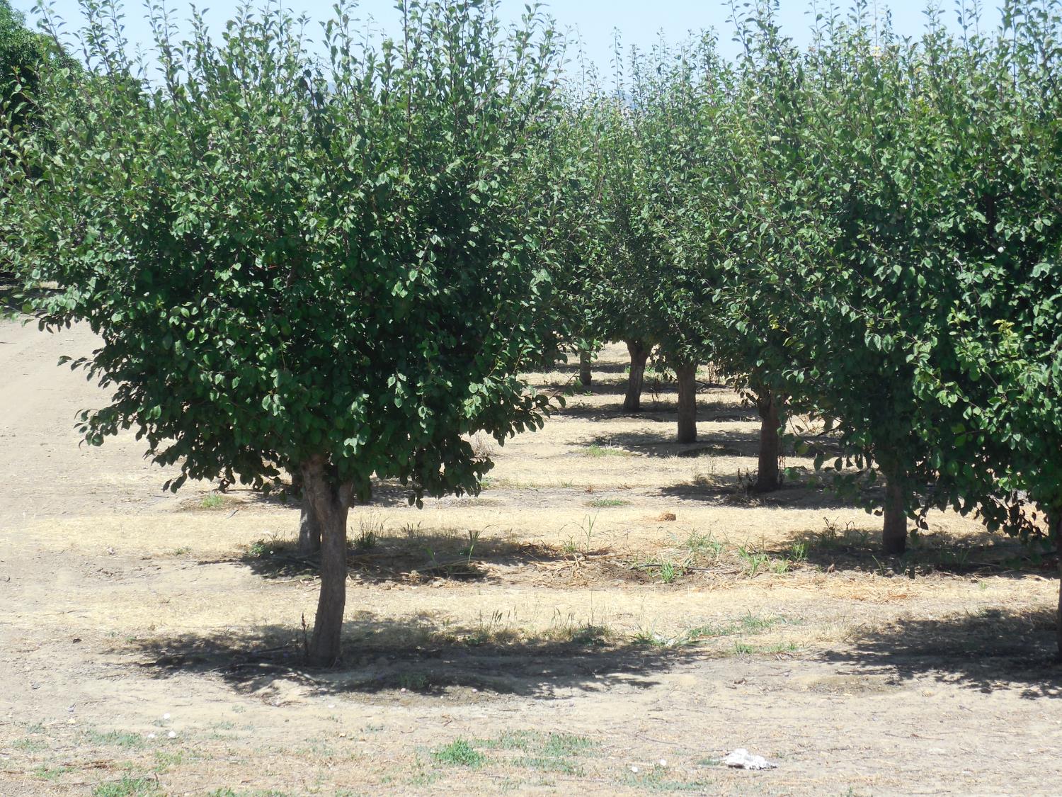 Encinal Road, Live Oak, California image 2