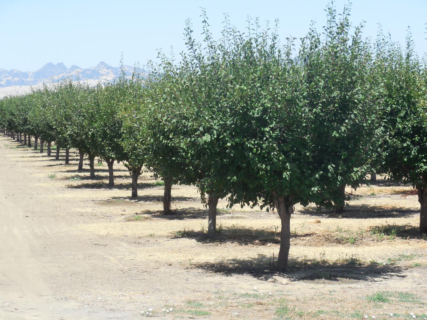 Encinal Road, Live Oak, California image 3