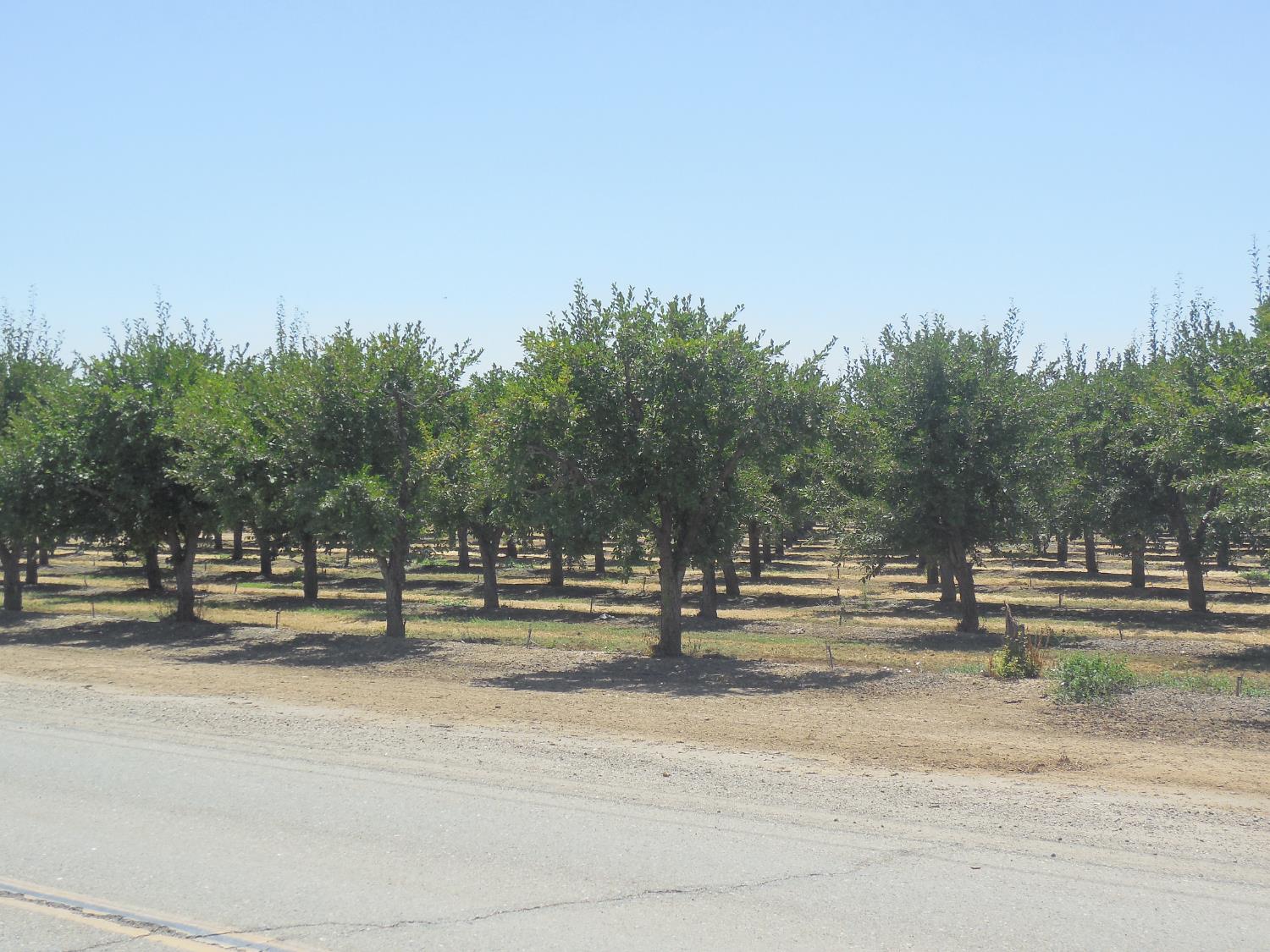 Encinal Road, Live Oak, California image 6
