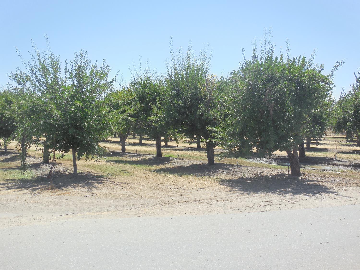 Encinal Road, Live Oak, California image 8